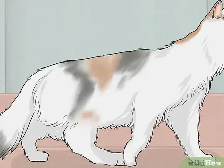 Imagen titulada Identify a Turkish Van Step 7