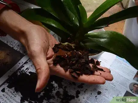 Imagen titulada Repot an Orchid Step 5