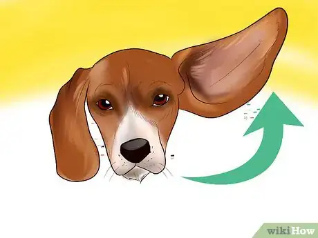 Imagen titulada Identify a Beagle Step 2