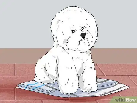 Imagen titulada Train a Bichon Frise Step 4