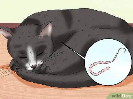 Imagen titulada Treat Third Eyelid Protrusion in Cats Step 3