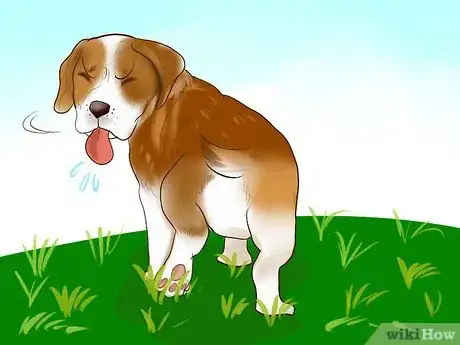 Imagen titulada Identify a Beagle Step 7