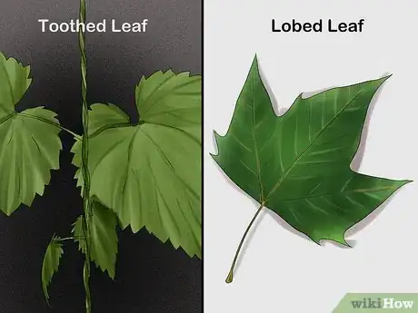 Imagen titulada Identify Trees by Leaves Step 4