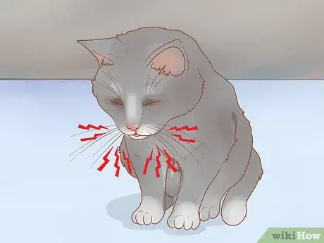 Imagen titulada Treat Hoarseness in Cats Step 14