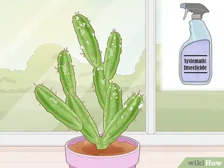 Imagen titulada Get Rid of Cactus Bugs Step 6