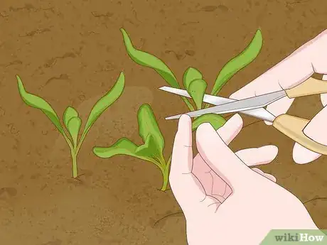 Imagen titulada Thin Out Seedlings Step 9
