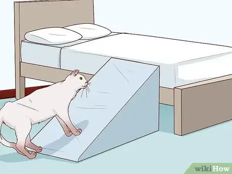 Imagen titulada Deal with a Paralyzed Cat Step 2