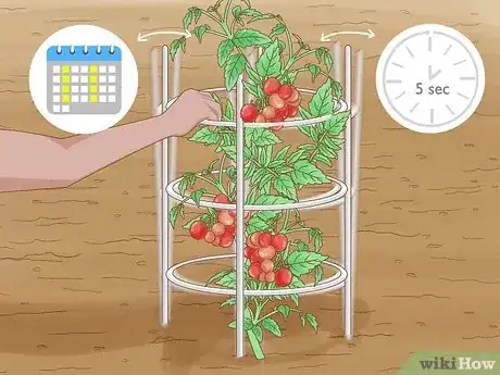 Imagen titulada Grow a Tomato Plant Step 16