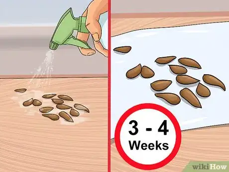 Imagen titulada Plant Apple Seeds Step 2
