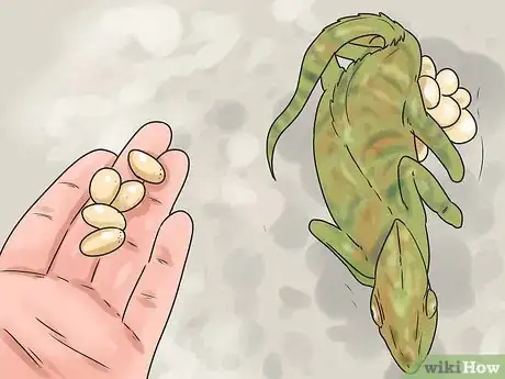 Imagen titulada Tell if a Chameleon Is Male or Female Step 12