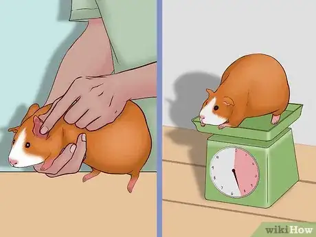 Imagen titulada Care for a Pregnant Guinea Pig Step 9