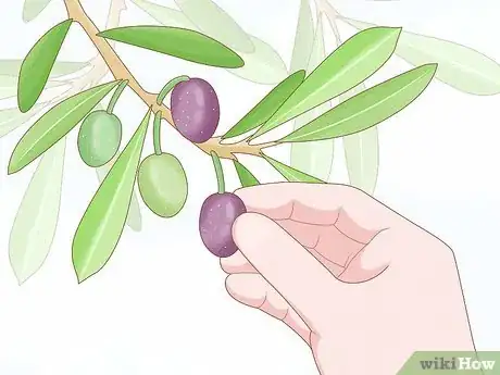 Imagen titulada Prune an Olive Tree Step 11