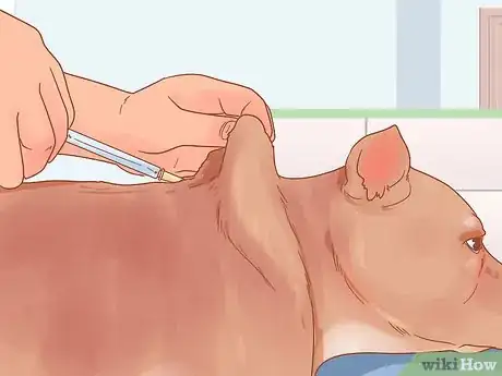 Imagen titulada Care for a Pregnant Dog Step 5