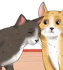 ayudar a que los gatos se vuelvan amigos