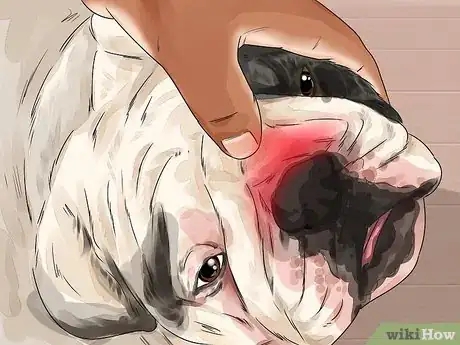 Imagen titulada Clean a Bulldog's Face Folds Step 14