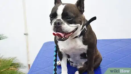 Imagen titulada Brush a Dog's Teeth Step 3