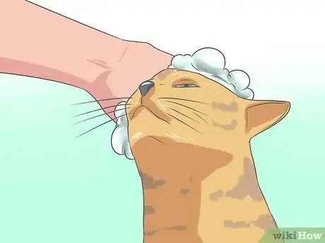 Imagen titulada Recognize and Treat Ringworm in Cats Step 11