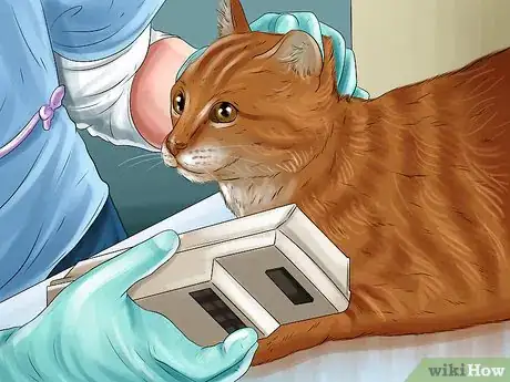 Imagen titulada Diagnose and Treat the Cause of Deformed Cat Nails Step 7