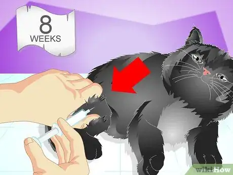 Imagen titulada Vaccinate a Kitten Step 2