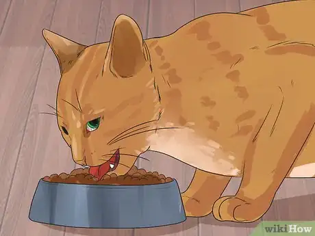 Imagen titulada Treat Feline Cancer Step 10