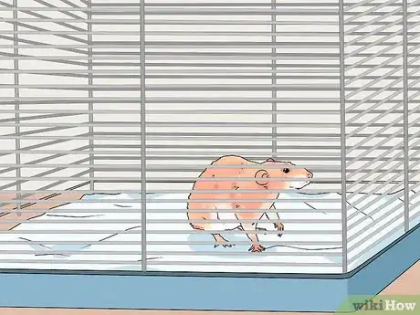 Imagen titulada Take Care of a Paralyzed Rat Step 3