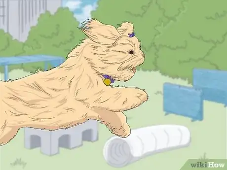Imagen titulada Take Care of a Shih Tzu Step 7