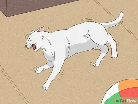 Imagen titulada Help a Cat with Epileptic Seizures Step 1