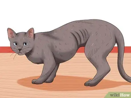 Imagen titulada Get Your Cat Out of the Malnutrition Stage Step 1