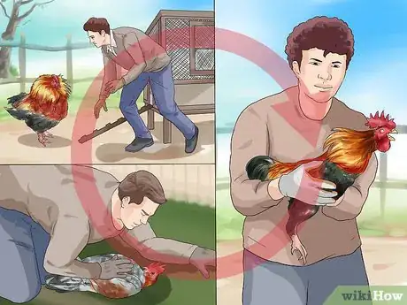Imagen titulada Protect Yourself from an Attacking Rooster Step 11