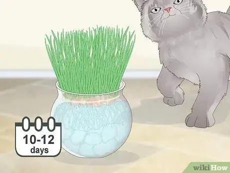 Imagen titulada Make a Grass Pot for Cats Step 9