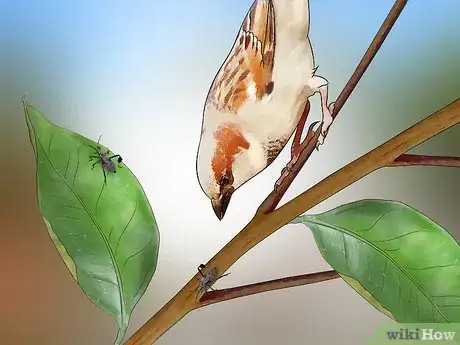 Imagen titulada Kill Leaf Footed Bugs Step 13