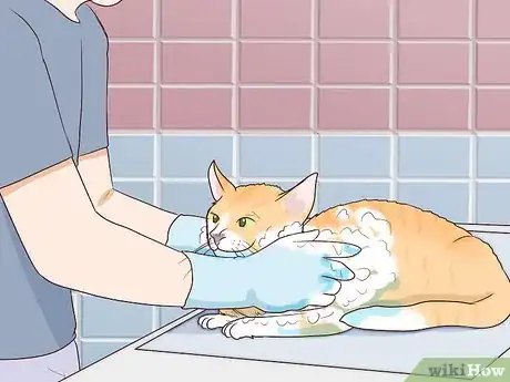 Imagen titulada Deal with a Paralyzed Cat Step 7