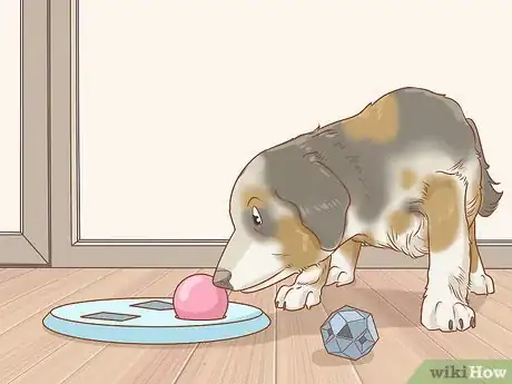 Imagen titulada Keep an Australian Shepherd Busy Step 6