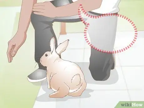 Imagen titulada Trim Rabbit Toenails Step 2