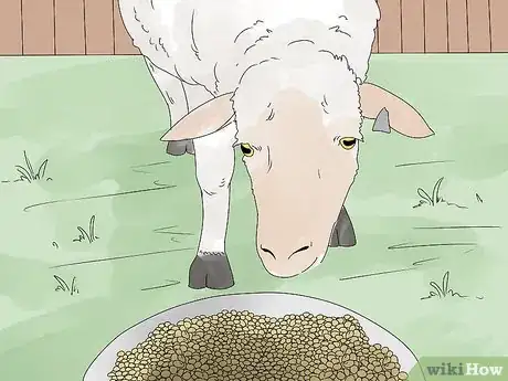 Imagen titulada Breed Sheep Step 14