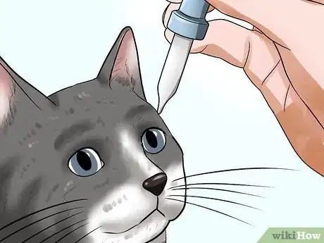 Imagen titulada Treat Third Eyelid Protrusion in Cats Step 2