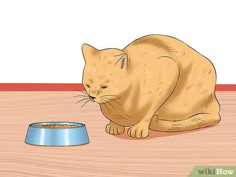 Imagen titulada Treat Feline Panleukopenia (Distemper) Step 3