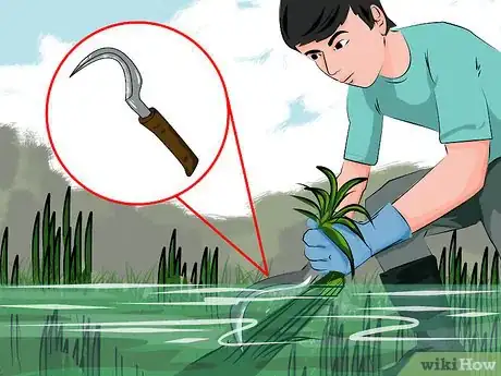 Imagen titulada Kill Lake Weeds Step 5