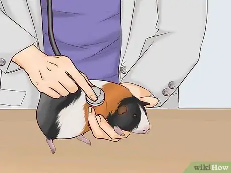 Imagen titulada Care for a Pregnant Guinea Pig Step 2