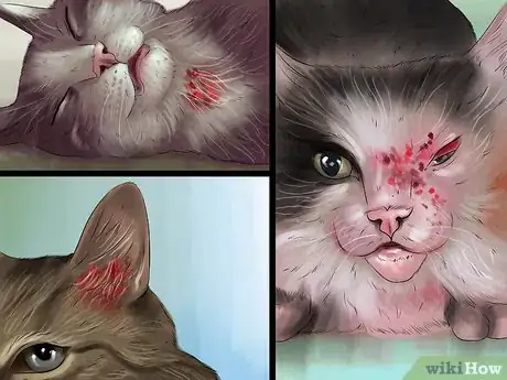 Imagen titulada Get Rid of Harvest Mite Infestations in Cats Step 3