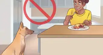 entrenar a un pastor belga malinois