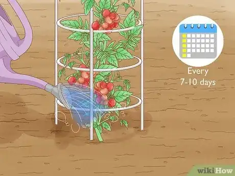 Imagen titulada Grow a Tomato Plant Step 13