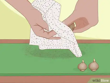 Imagen titulada Store Tulip Bulbs Step 4