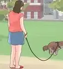 hacerle un enema a un perro