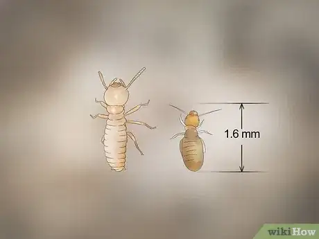 Imagen titulada Identify Termite Larvae Step 10
