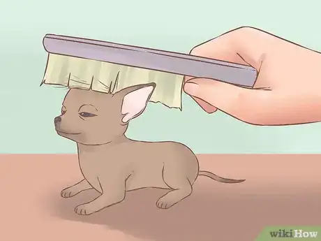 Imagen titulada Care for Your Chihuahua Puppy Step 18