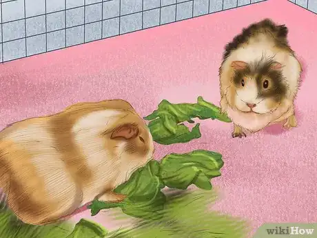 Imagen titulada Help a Guinea Pig Feel Less Anxious Step 4