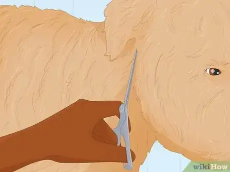 Imagen titulada Groom a Goldendoodle Step 5