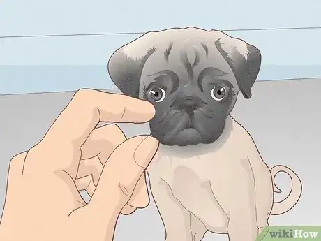 Imagen titulada Buy a Pug Puppy Step 8