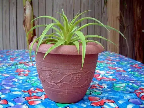 Imagen titulada Potted_and_fruit_starting_388